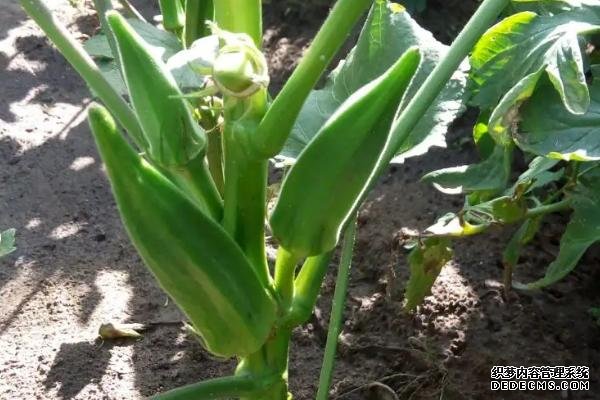 盆栽黃秋葵種植技術(shù)，花盆越寬大越好