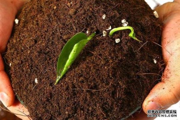 盆栽黃秋葵種植技術(shù)，花盆越寬大越好