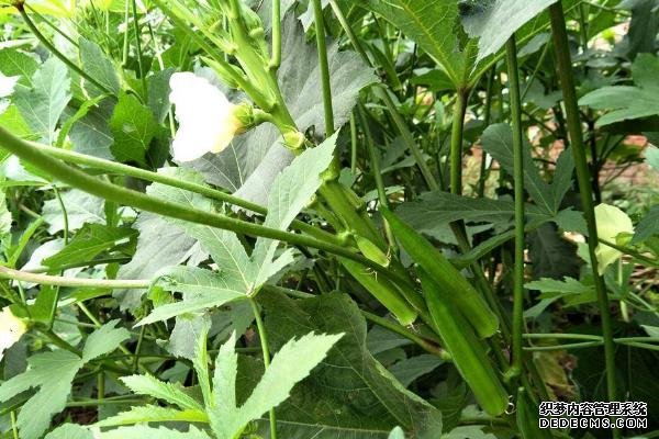 盆栽黃秋葵種植技術(shù)，花盆越寬大越好