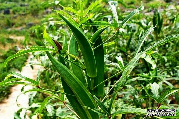 盆栽黃秋葵種植技術(shù)，花盆越寬大越好