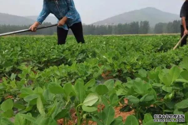 花生何時打三遍藥，附花生基本介紹